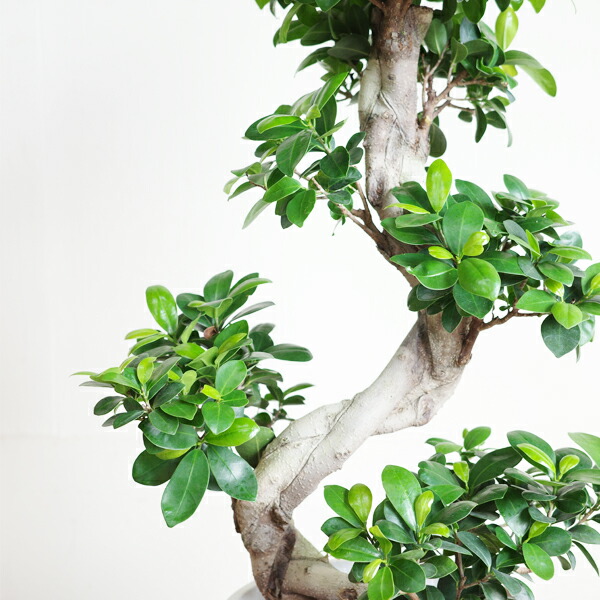 楽天市場】昇り龍樹形 ガジュマル 幸せを呼ぶ多幸の木 白セラアート