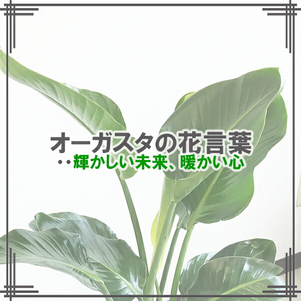 楽天市場】観葉植物 大型 オーガスタ ストレリチア 大鉢 10号 法人様