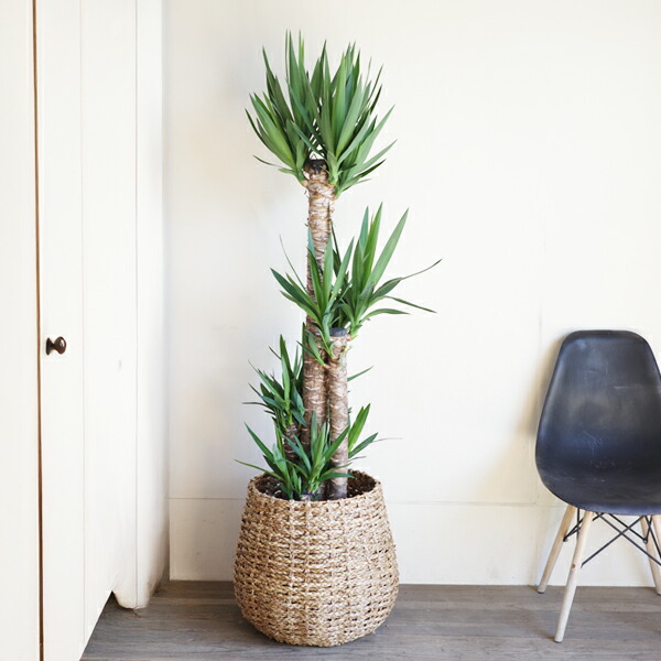 楽天市場】観葉植物 大型 ユッカ エレファンティペス 10号 法人様送料