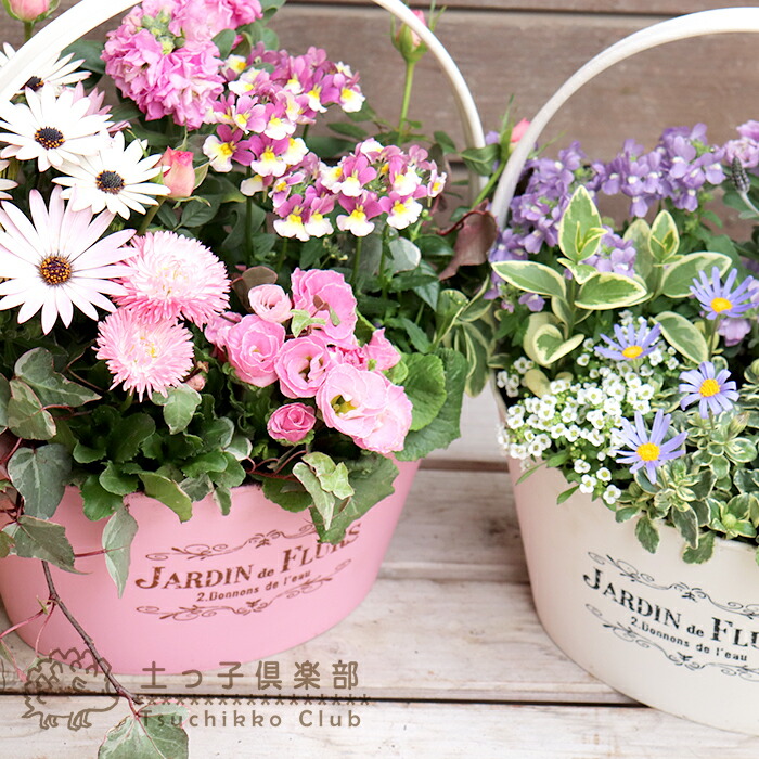 楽天市場】色を感じる 季節の寄せ植え 〜 春 ver. 〜 【 送料無料