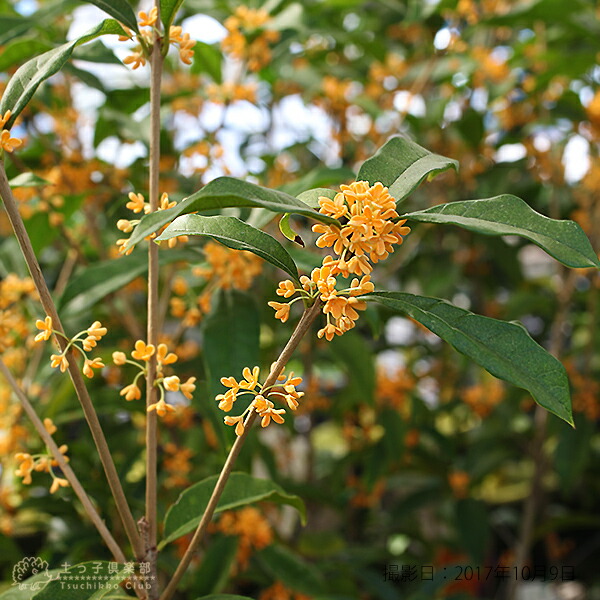 楽天市場】キンモクセイ （ 金木犀 ） 10.5cmポット苗 【 2個セット