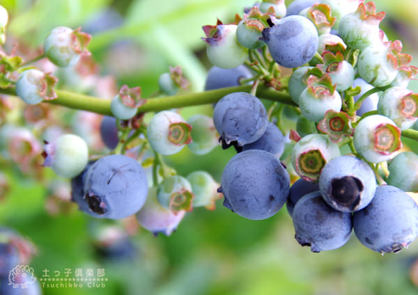 楽天市場】ブルーベリー 『 サザンハイブッシュ系 』 （ 2年生 ） 3.5