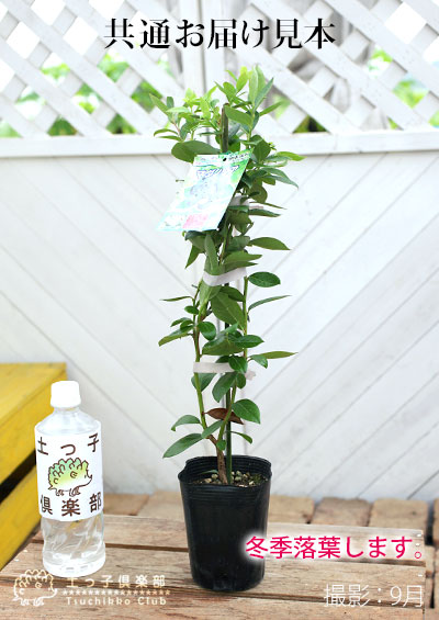 楽天市場】ブルーベリー 『 サザンハイブッシュ系 』 （ 2年生 ） 3.5