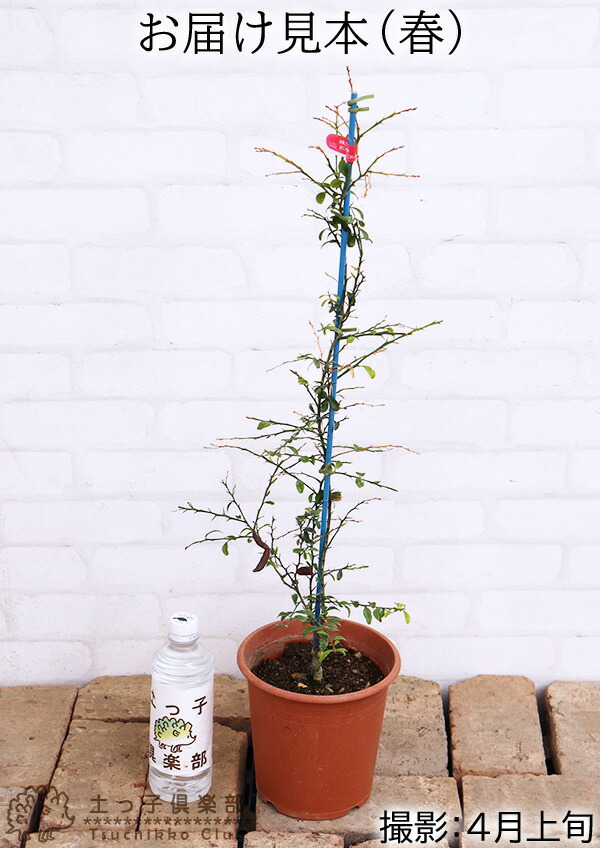 楽天市場】フィンガーライム 2年生 接ぎ木 6号鉢植え【 送料無料