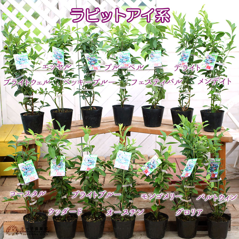 楽天市場】ブルーベリー 苗木 （ 3年生 ） 4.5号ポット苗 【 送料無料
