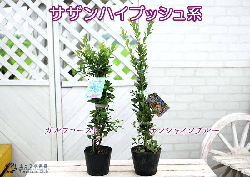 楽天市場】ブルーベリー 苗木 （ 3年生 ） 4.5号ポット苗 【 選べる