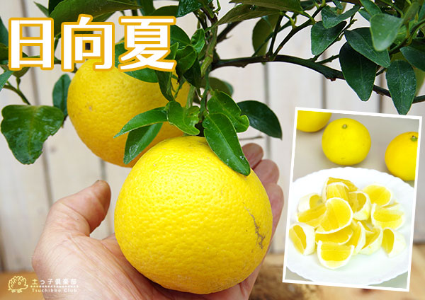 楽天市場】日向夏 （ ニューサマーオレンジ ） 15cmポット接木苗 苗