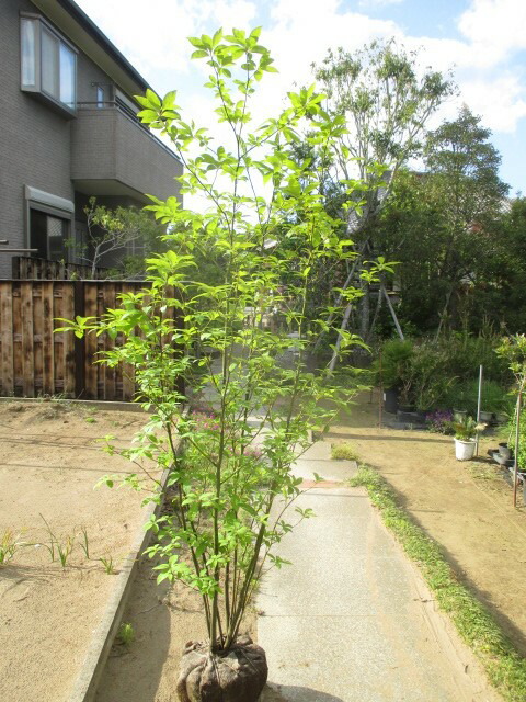 楽天市場】クロモジ（株立ち）特大株 : 打出農園