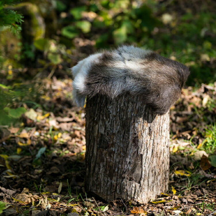楽天市場】ダーラム トナカイファー ワードS Dalum | トナカイファー