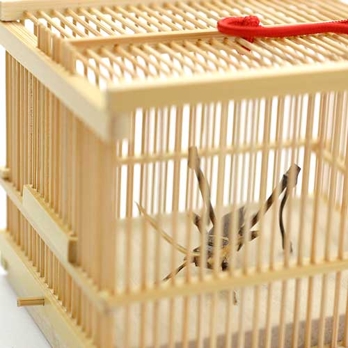 楽天市場】駿河竹千筋細工 角型虫篭（中） 虫籠 静岡県伝統工芸品