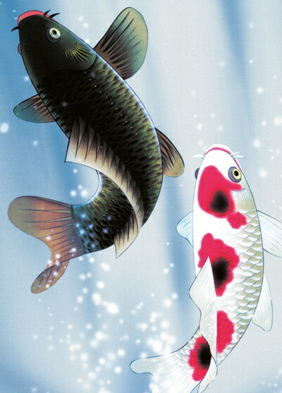 楽天市場】掛け軸 掛軸（かけじく）販売夫婦昇鯉（森山 観月）夫婦鯉