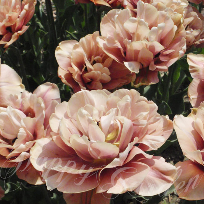 楽天市場】球根 花 チューリップ 八重咲き ラ・ベル・エポック 3球【お