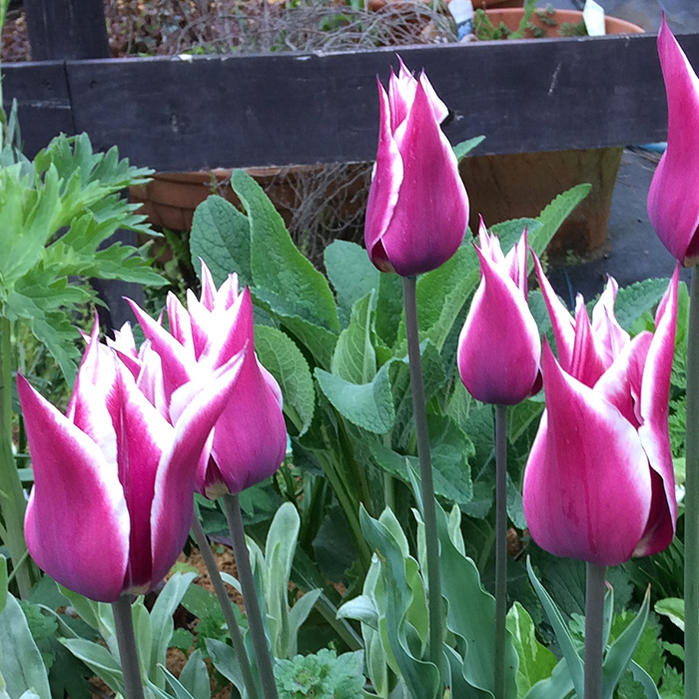 楽天市場】球根 花 白赤ユリ咲き チューリップ クラウティア 4球セット