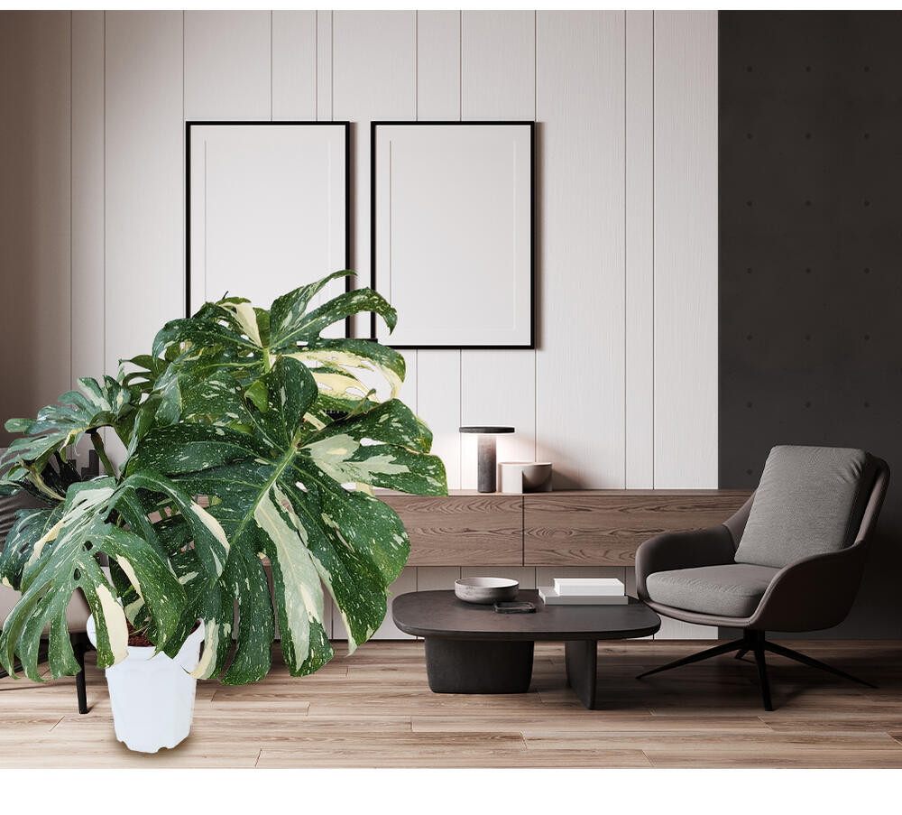 楽天市場】超レア 大型 植物 観葉植物 プレゼント ギフト 珍しい