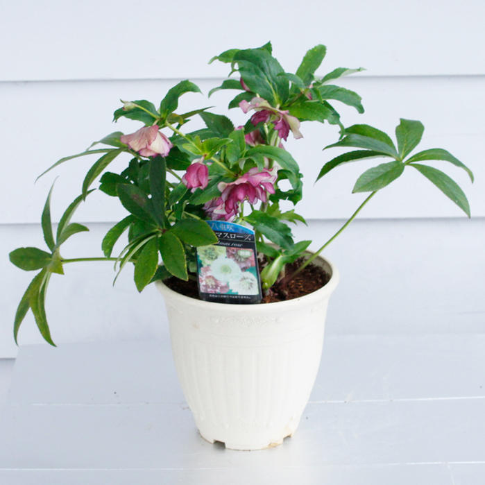 クリスマスローズ苗 クリスマスローズ 交配種 開花見込み株 6鉢価格