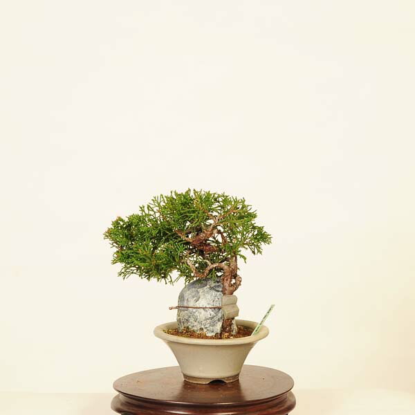 み148）自然石、平石 盆栽鉢 料理の盛り付け み148）自然石、平石盆栽