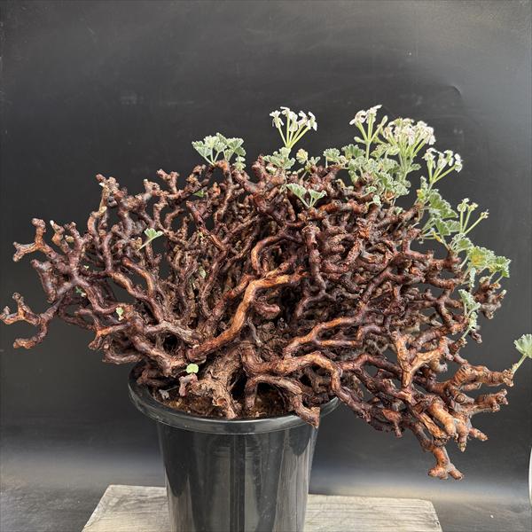 楽天市場】☆特価☆コーデックス：ペラルゴニウム ミラビレ*幅45cm