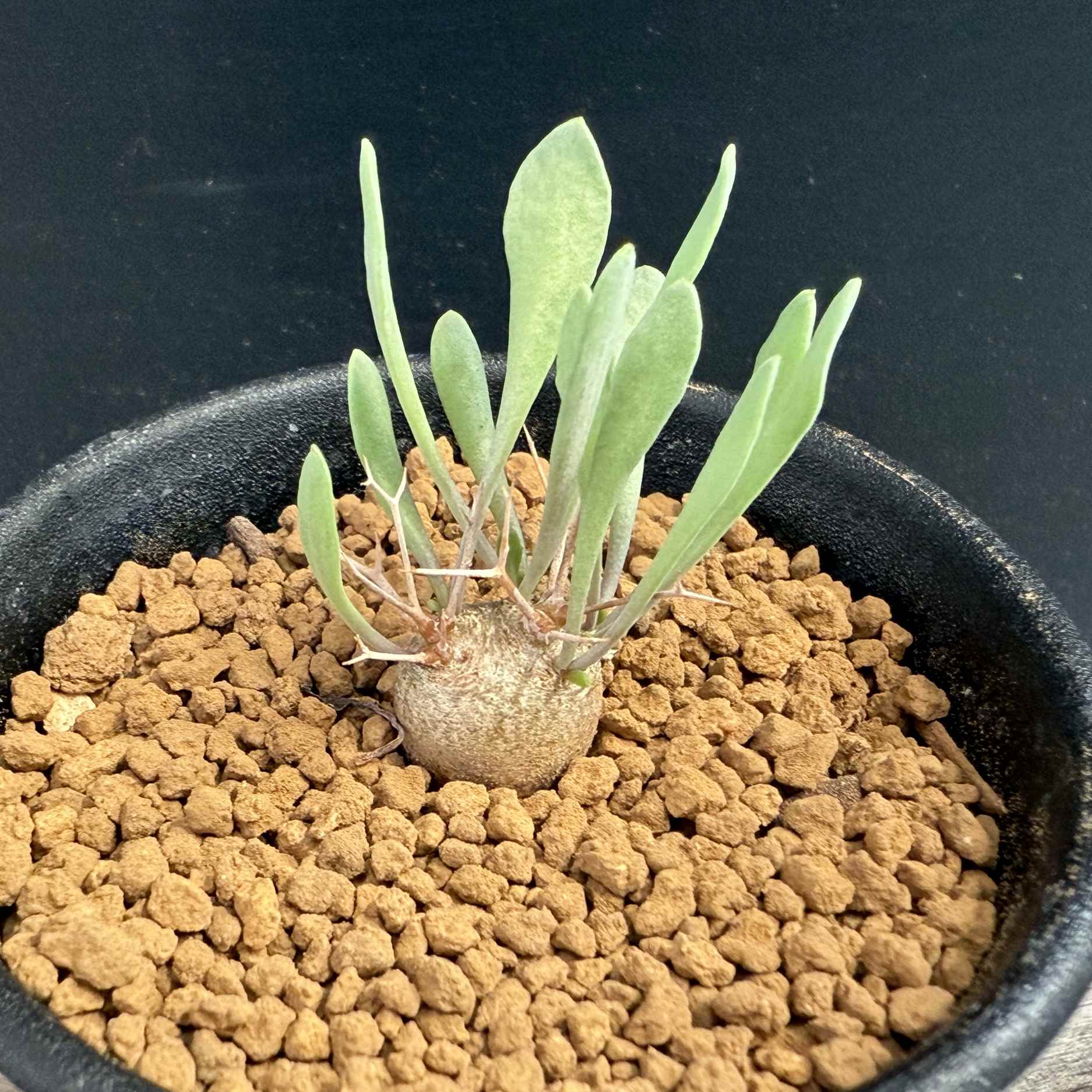 楽天市場】☆特価☆コーデックス：オトンナ ユーフォルビオイデス 実生