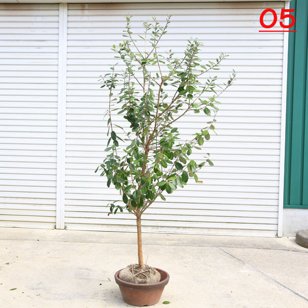 楽天市場】現品庭木：フェイジョア 品種不明 現品発送！ *樹高：約