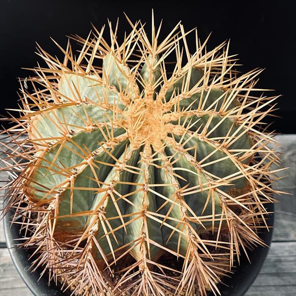 楽天市場】サボテン：フェロカクタス 王冠竜*幅14cm 現品！一品限り