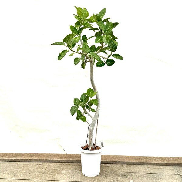 楽天市場】おしゃれ 観葉植物：フィカス ベンガレンシス＊8号