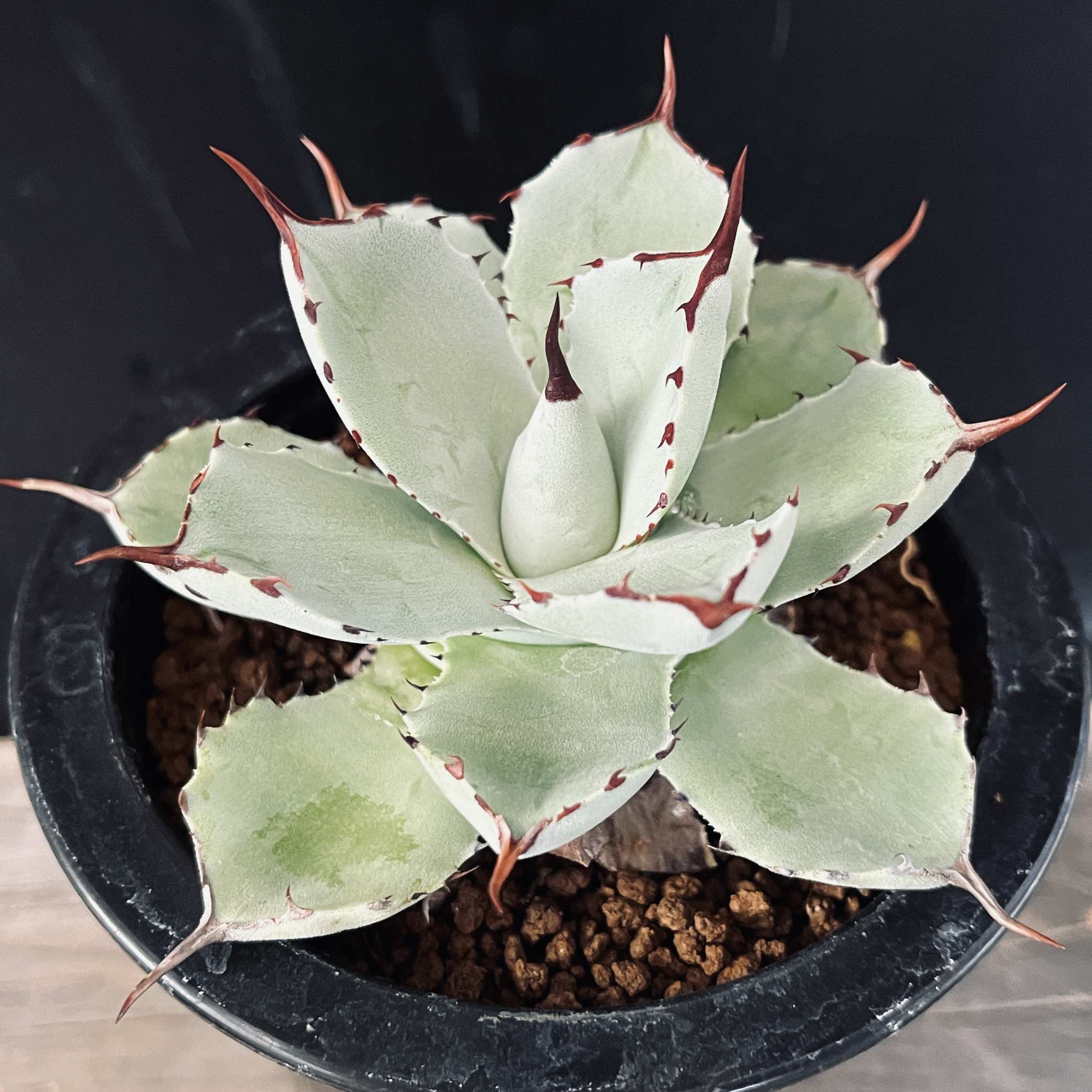 楽天市場】多肉植物：アガベ 吉祥冠*幅9.5cm : 遊恵盆栽 楽天市場店