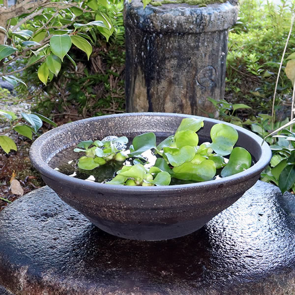 楽天市場】【38時間限定20%OFFクーポン配布中】16号水鉢 すいれん鉢