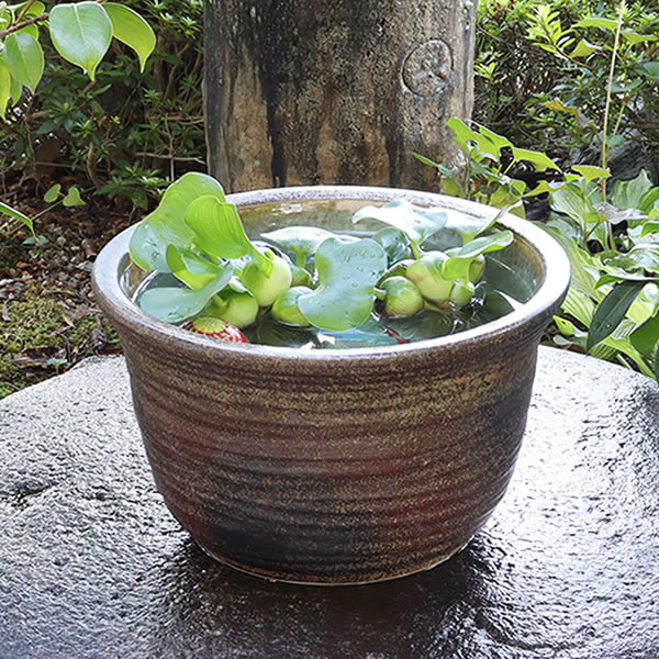 楽天市場】【38時間限定20%OFFクーポン配布中】11号窯肌水鉢信楽焼