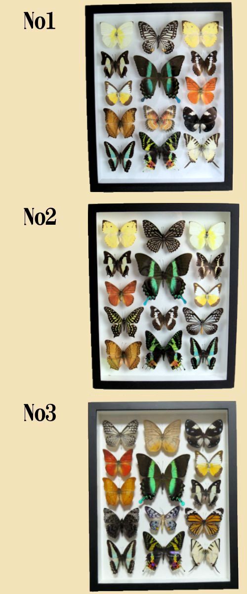 楽天市場】【宅配便送料無料】昆虫の標本 蝶の標本 14匹セット