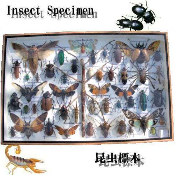 楽天市場】【宅配便送料無料】昆虫の標本 世界のクワガタなど 35〜45匹