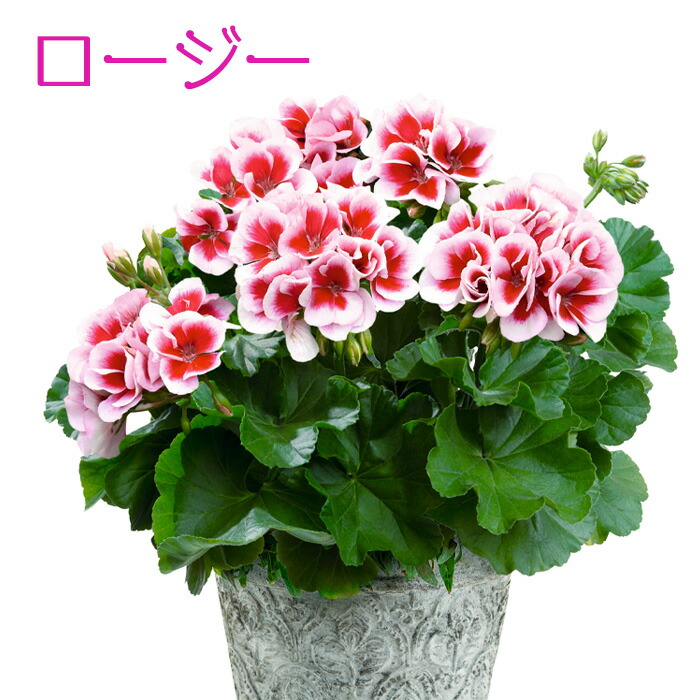 楽天市場】PW スーパーゼラニウム チャンピオン 花苗 3号 ゼラニューム