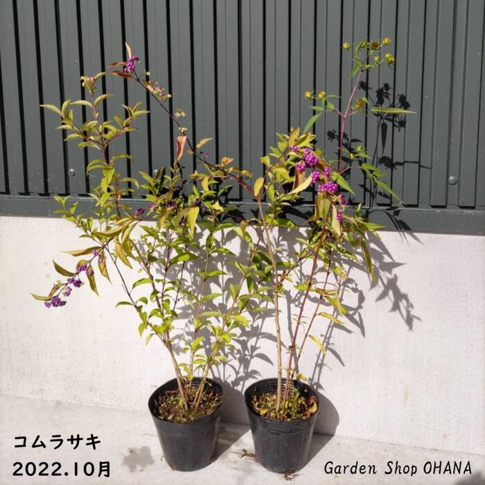 楽天市場】イロハモミジセット2 イロハモミジ(樹高約1.5m