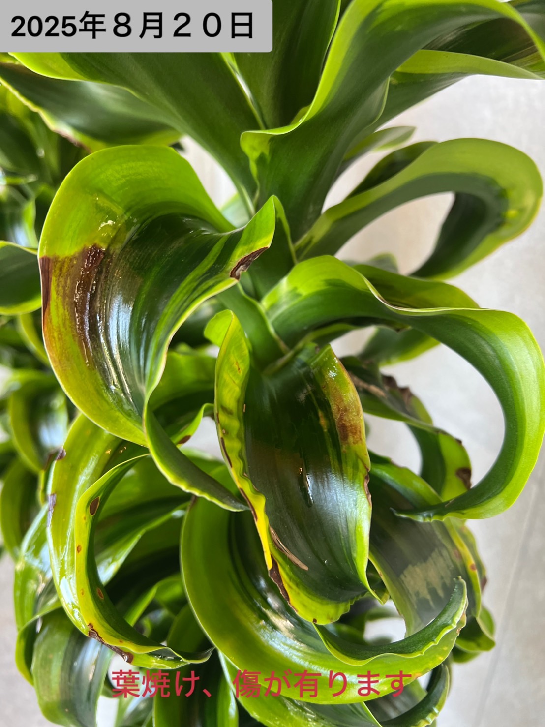 楽天市場】【 訳あり特価 】ドラセナ トルネード 6号 セラアート鉢