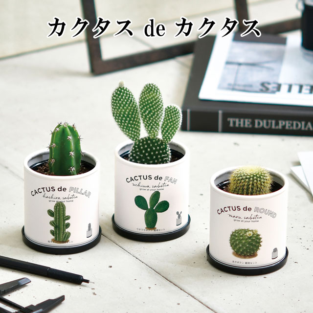 楽天市場】栽培キット カクタス de カクタス 丸サボテン 柱サボテン