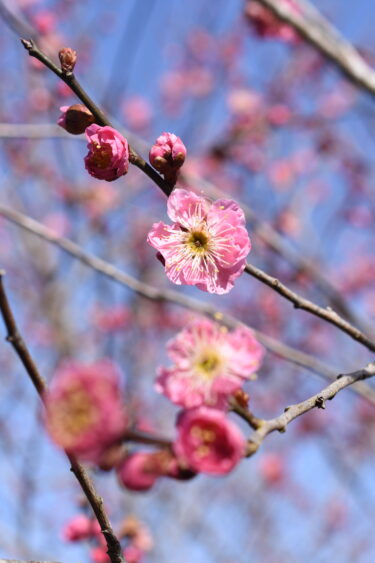 備前焼作家・中尾晃さん 2年ぶりの作品展 約800点が並ぶ／岡山・奈義町