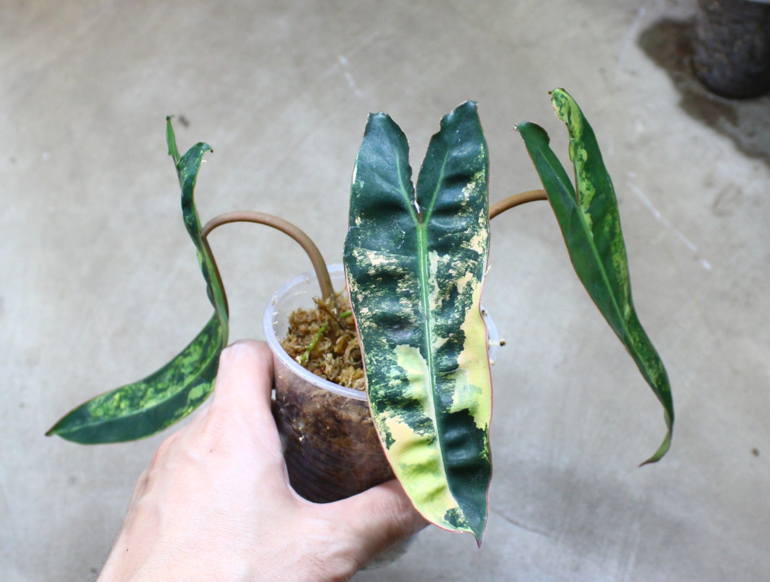 フィロデンドロン ビレッティア斑入り | AQUASHOP つきみ堂