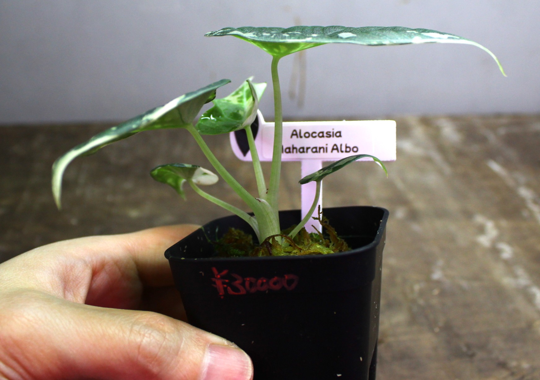 アロカシア マハラニ アルボ | AQUASHOP つきみ堂