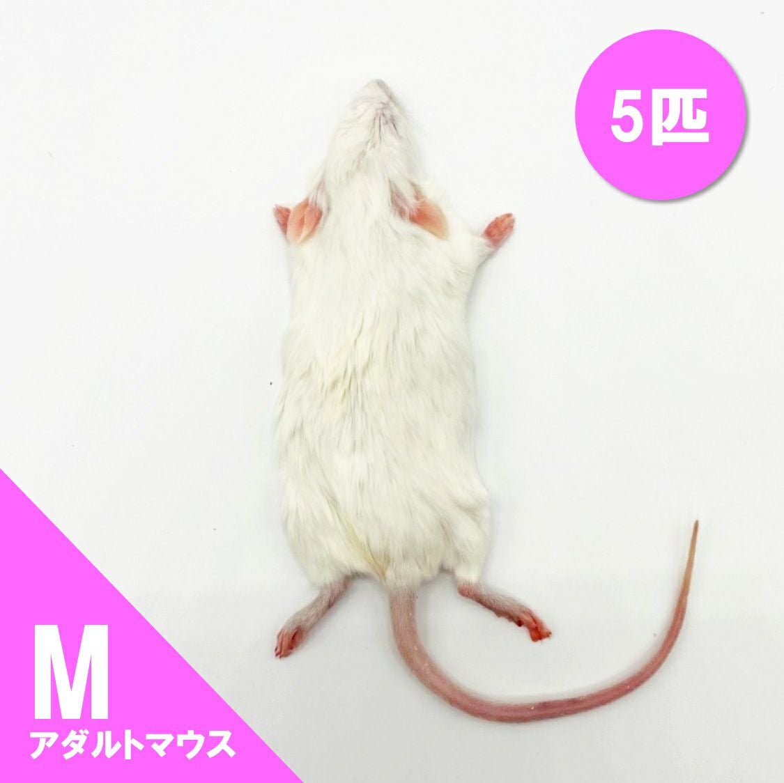 冷凍餌】アダルトマウス M 5匹入 | 月夜野ファームの通販