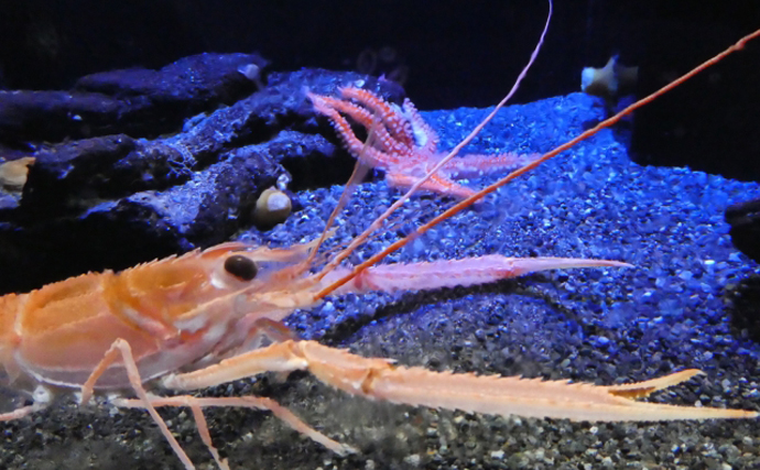 美味で知られる『アカザエビ』 実はエビではなくザリガニだった