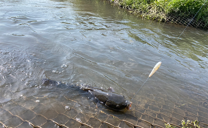 ルアーを使ってパンを流す？」綾瀬川のパン鯉釣りでコイ5匹を手中