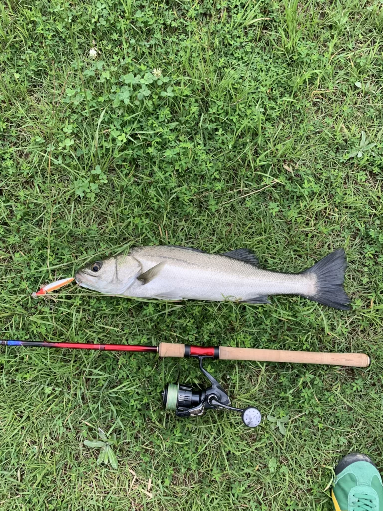 実際に買って使って本音レビュー】シマノワールドシャウラドリーム