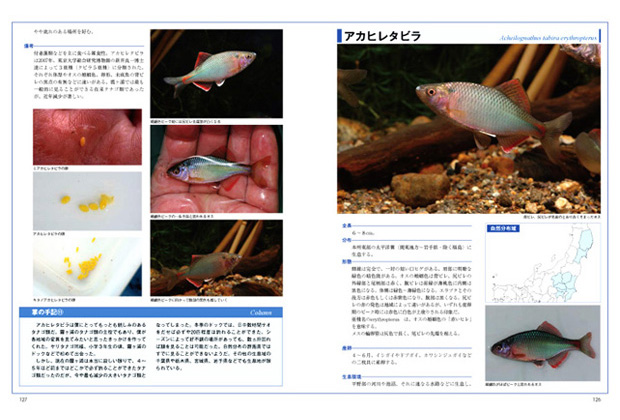 日本タナゴ釣り紀行