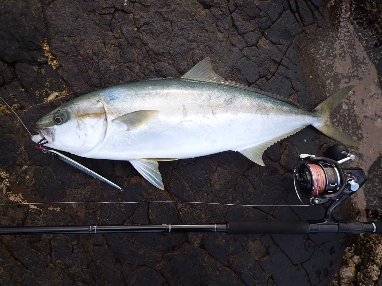 青物ロッドおすすめ】ヤマガブランクス ブルースナイパー 106H PS 徹底