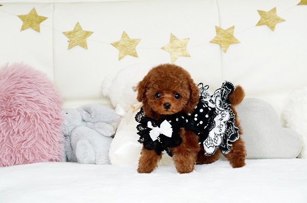 濃いレッドの可愛い女の子＊3419 | トイプードル専門店｜フェアリス