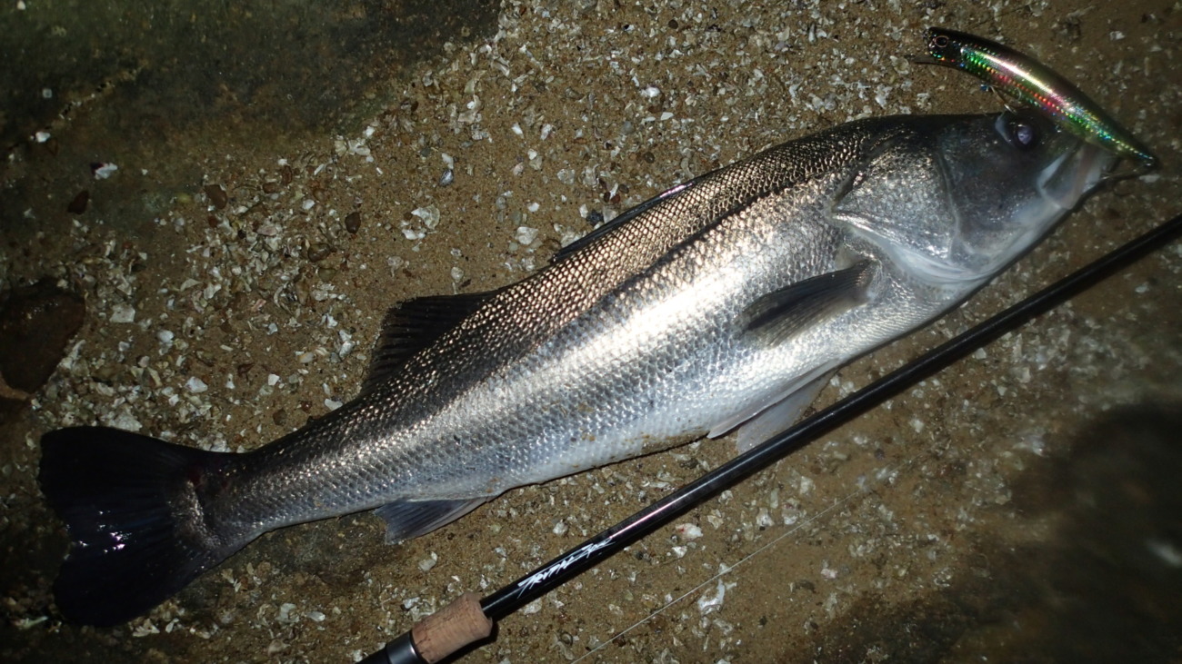 Permission 89SM (SeaBass Spinning Model) | TRUTH JAPAN