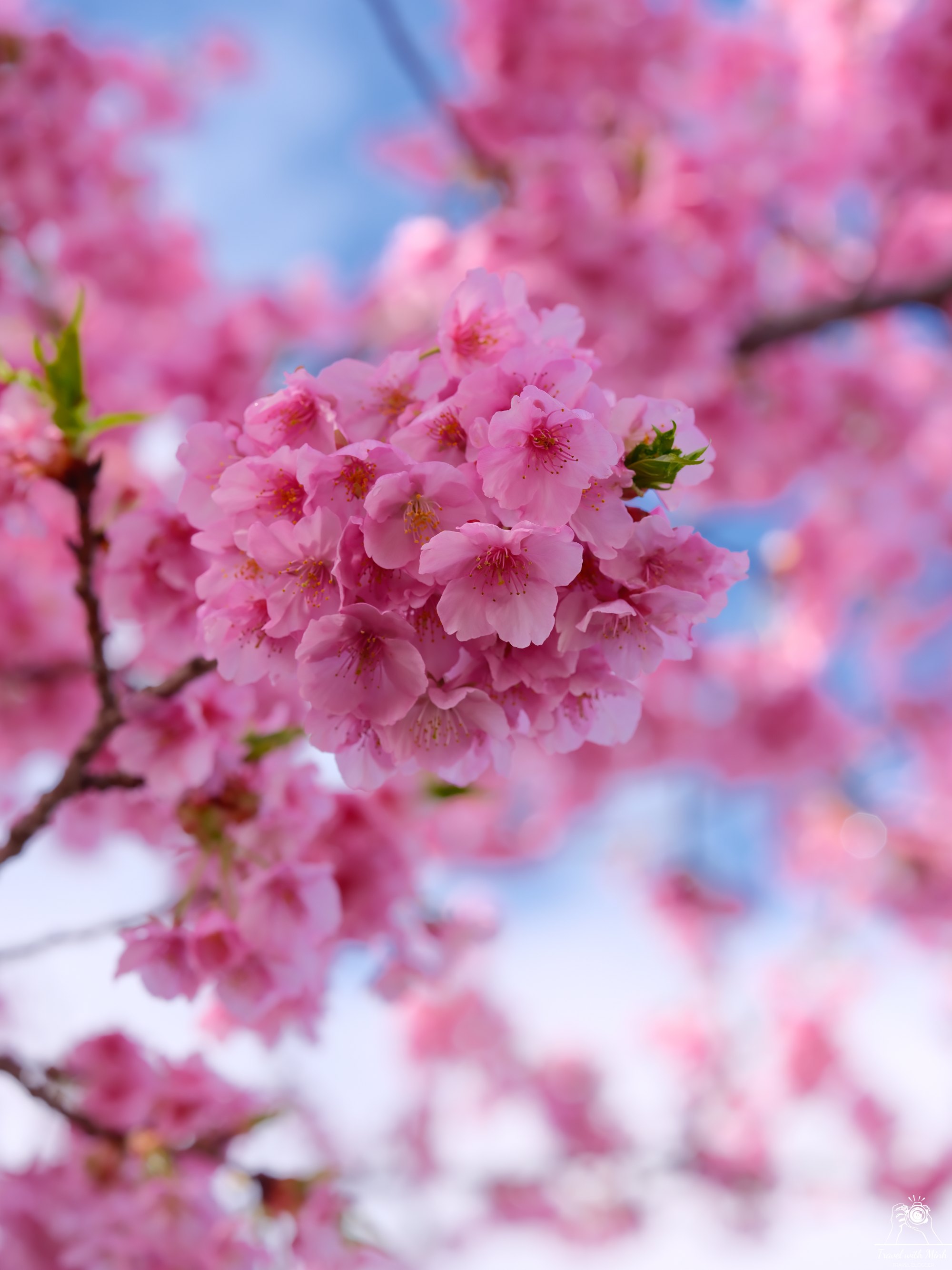 河津桜 – 松田の早咲きの桜 – ミンとの旅