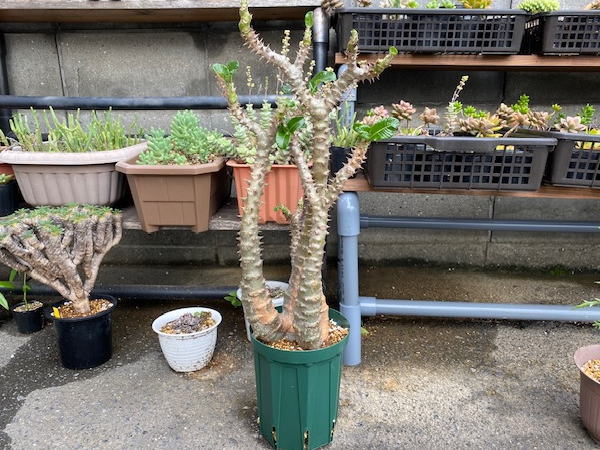 パキポディウム ウィンゾリー 大株 発根管理2 | 塊根植物