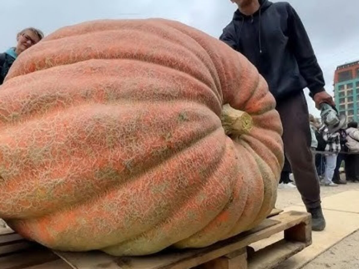Russian Farmer Grows World's Heaviest Pumpkin