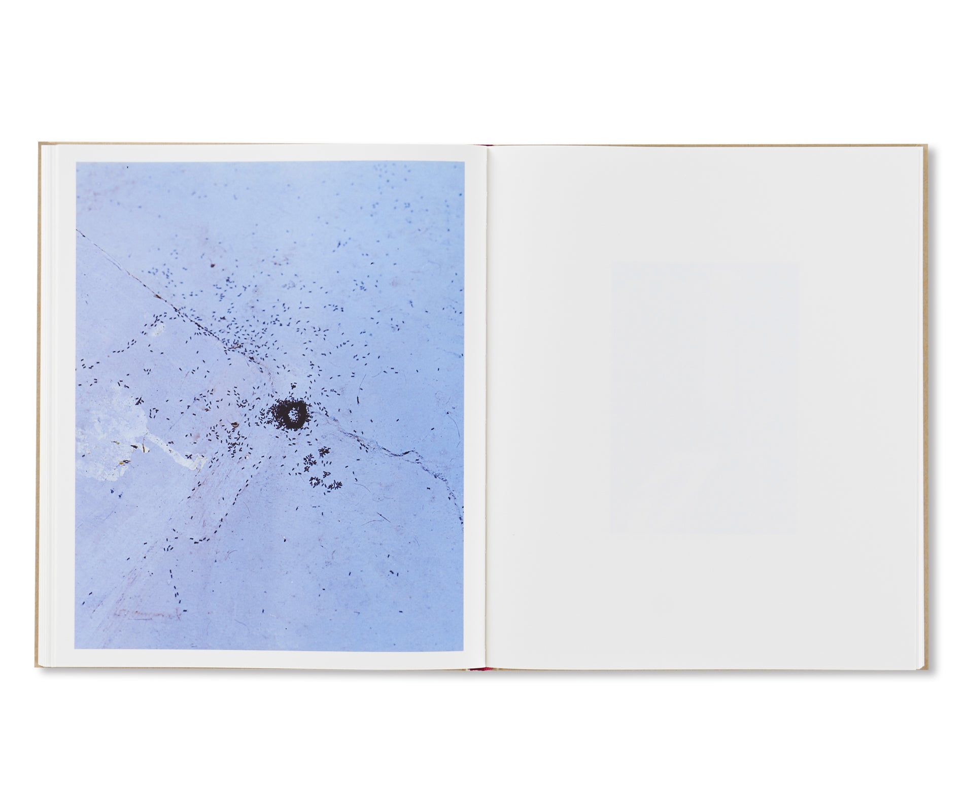 PAINTINGS by Harley Weir – twelvebooks