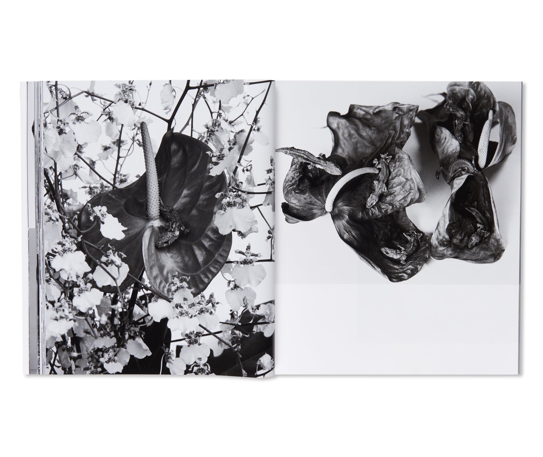愛ノ花 / AI NO HANA by Nobuyoshi Araki – twelvebooks